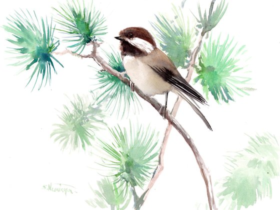 Chestnut-backed Chickadee