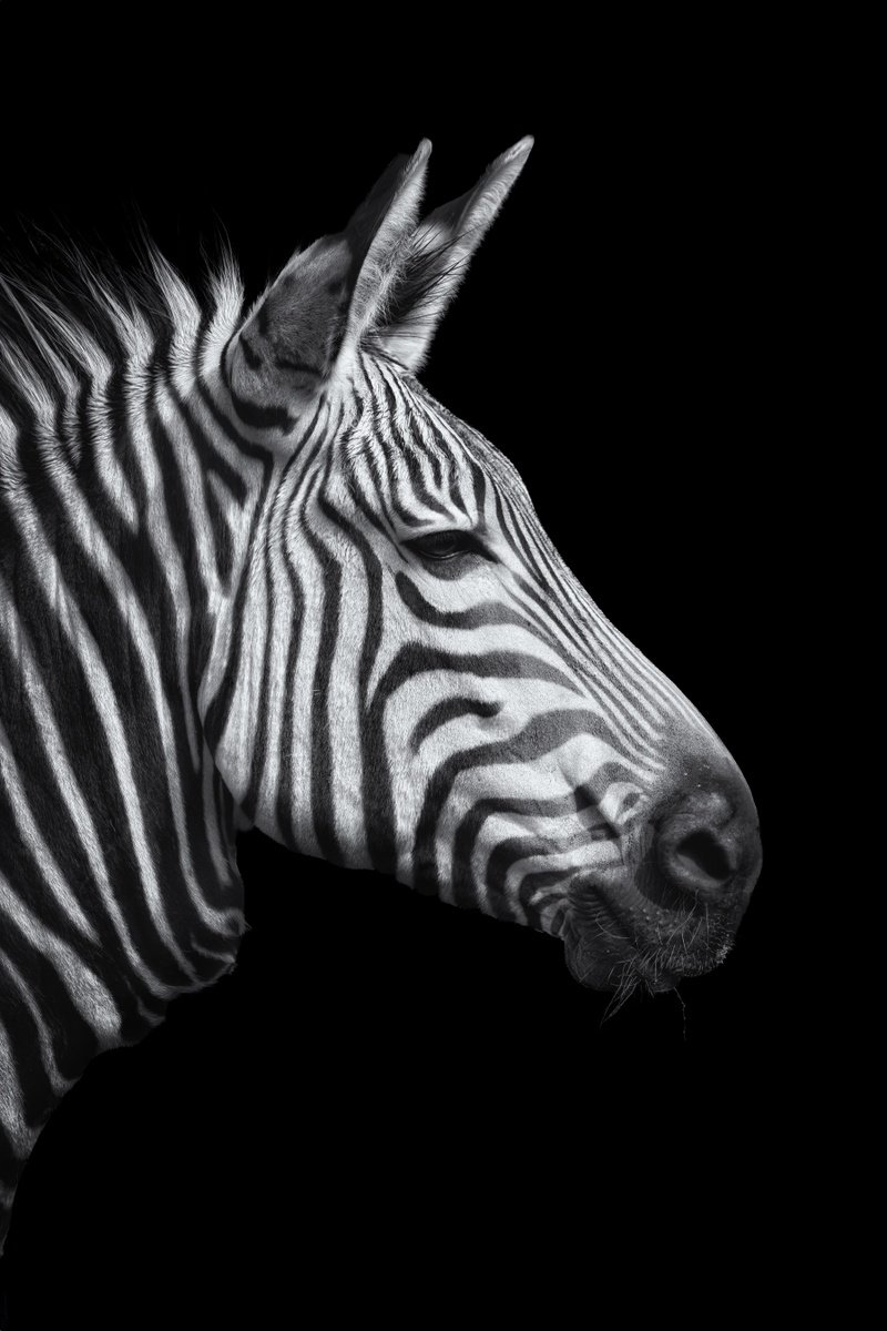 Animal Photograph By Paul Nash, 16 X 24", The Zebra Head, Original Artwork