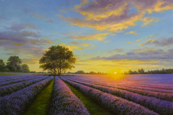 Lavender dreams