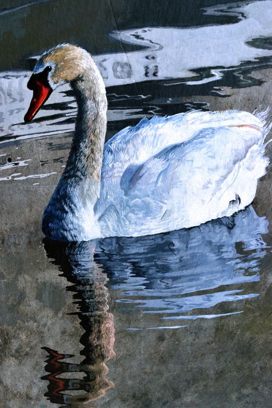 Swan