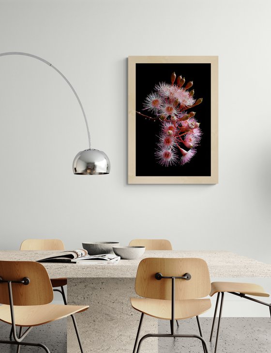 Pink Corymbia Ficifolia Flowers