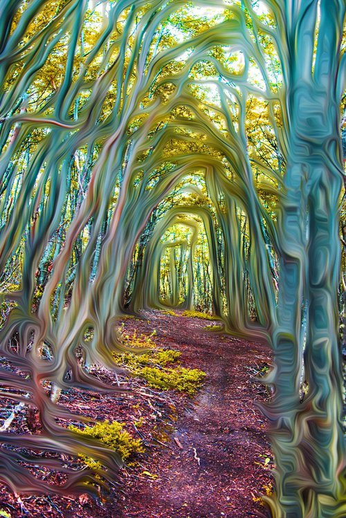 Weaved Woods II by Dr Martín Raskovsky