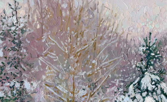 Snow-covered pine trees in Kuzminki Park