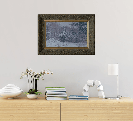 Snow-covered pine trees in Kuzminki Park