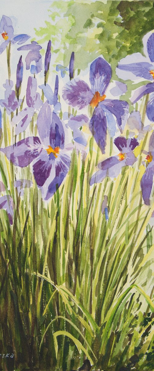 Irises. Watercolor painting. Floral Art. by Tetiana Vysochynska