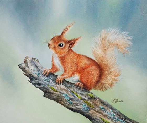 Red Squirrel on Mossy Branch SOLD