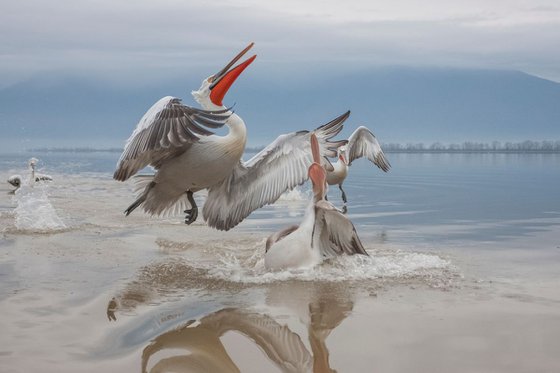 Photography | Birds | Pelicanus crispus