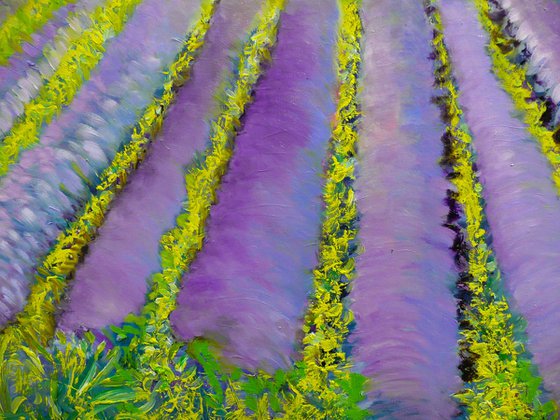 Lavender Fields