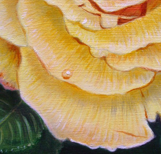 Rose in the Garden