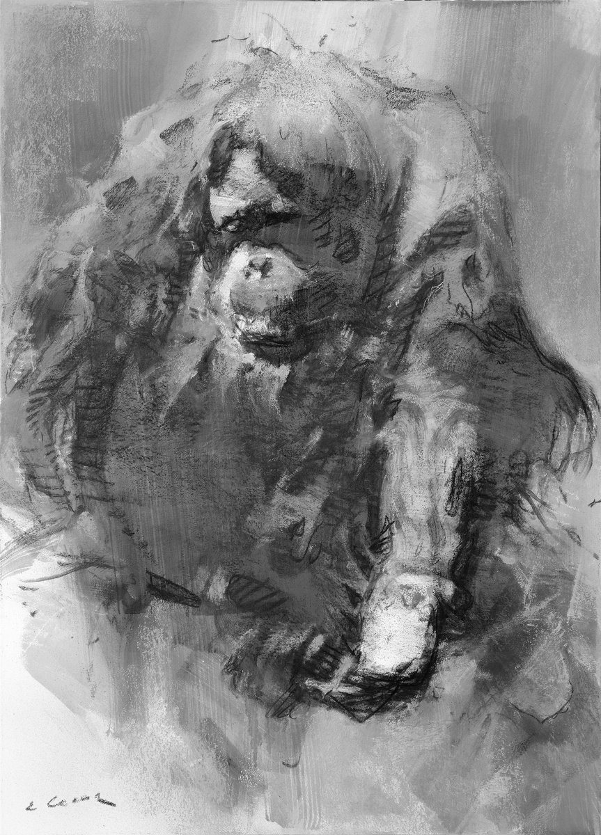 Expressive Charcoal Drawing , Orangutan Portrait By Eugene Segal, 20 X 28, Artwork For Sale On Artfinder