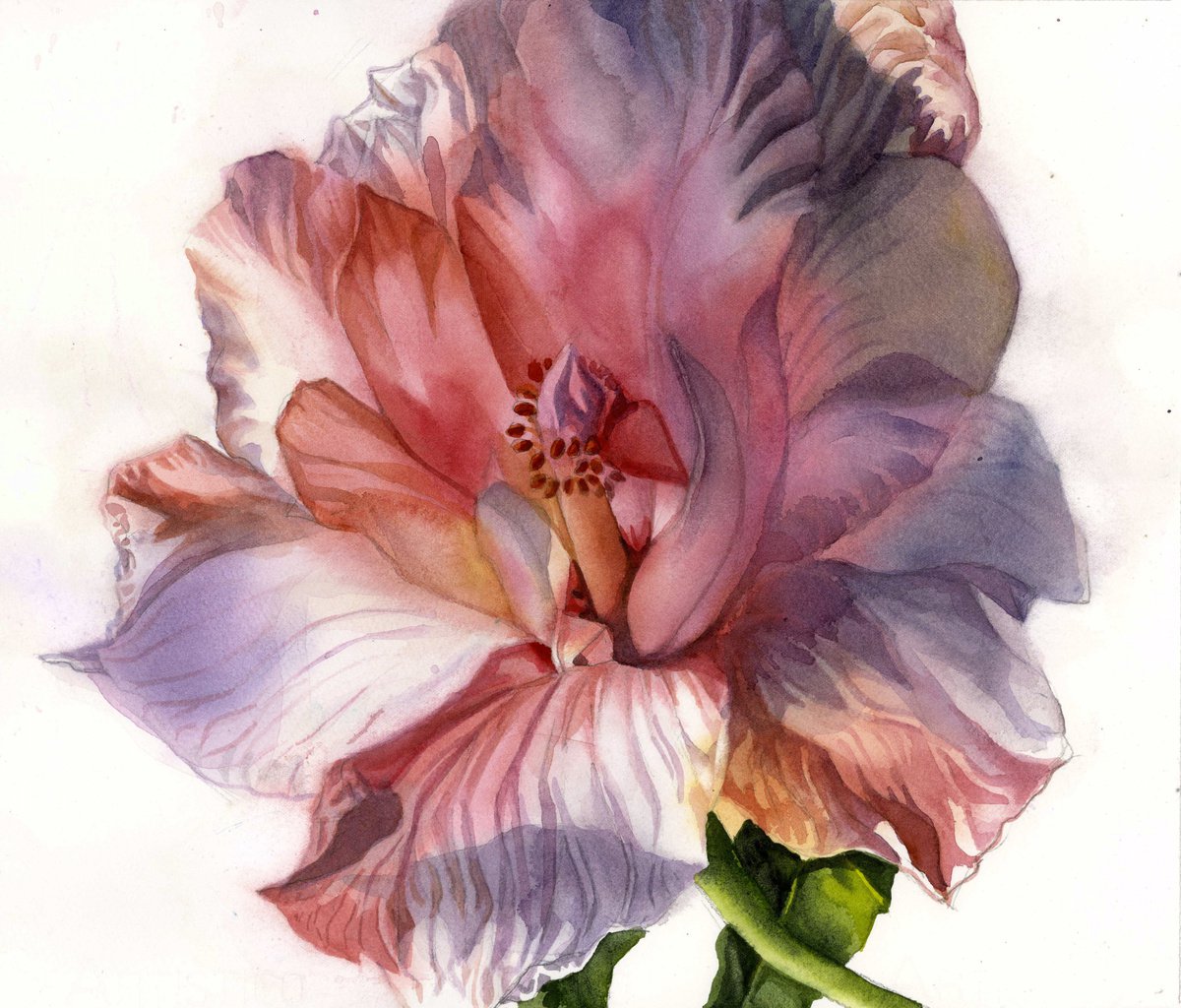 dreamy in pink, floral watercolor by Alfred Ng