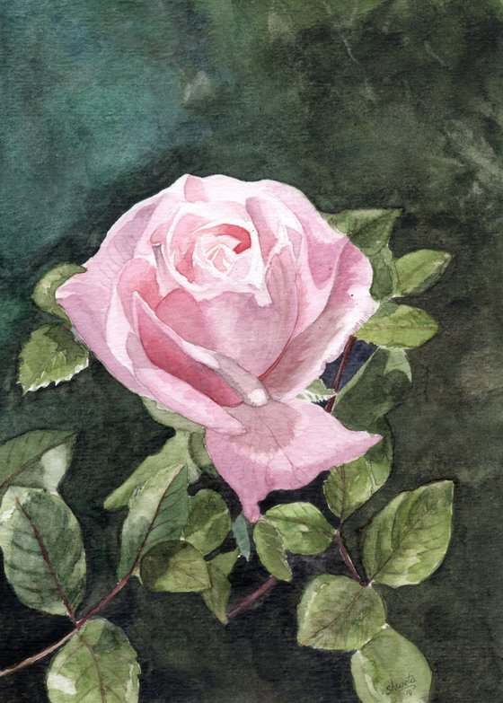 Pink Rose