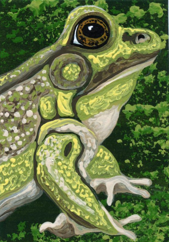 ACEO ATC Original Painting Green Frog Pond Wildlife Art-Carla Smale