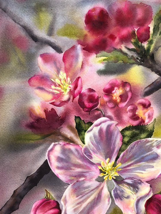 Apple blossom