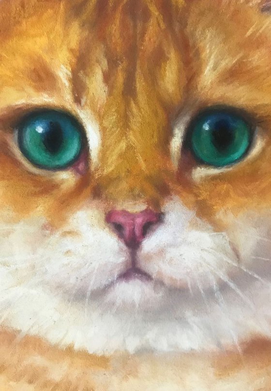 Orange Cat Portrait
