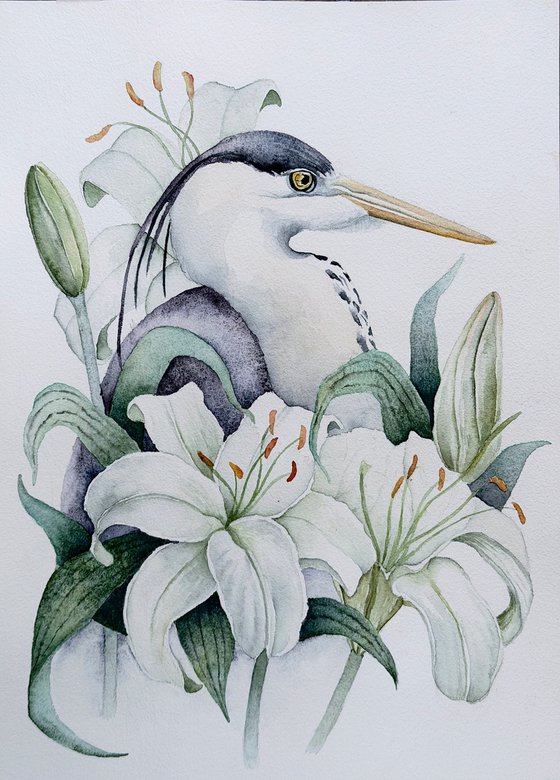 Grey Heron Among White Lilies