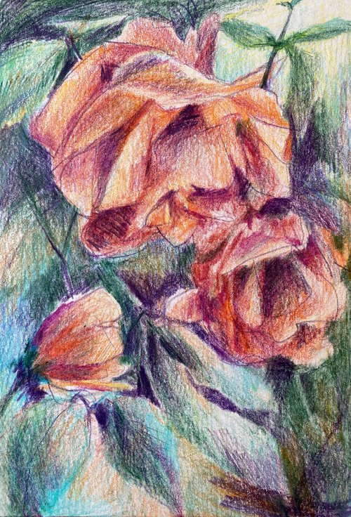 Roses are everywhere - pencil drawing by Anna Boginskaia