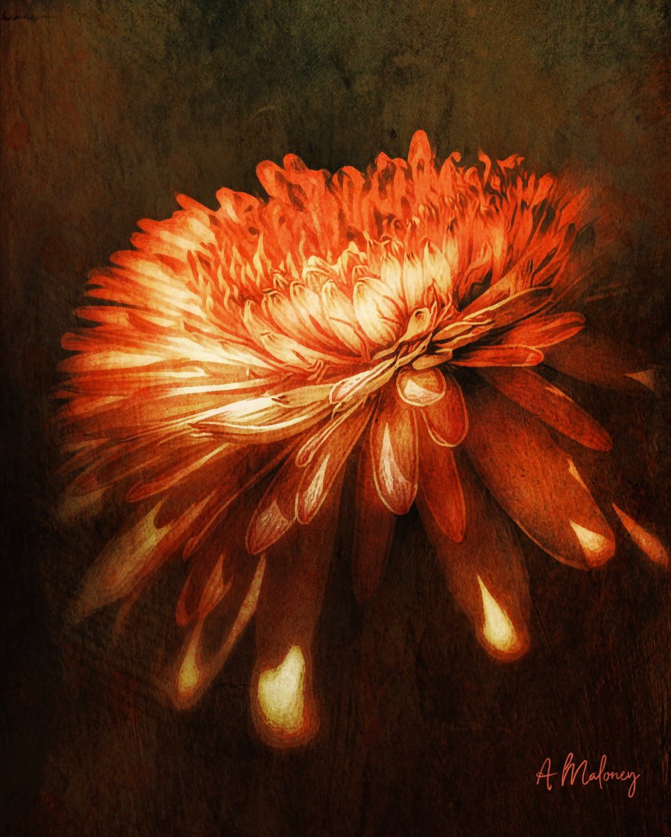 Full Bloom by Alison Maloney