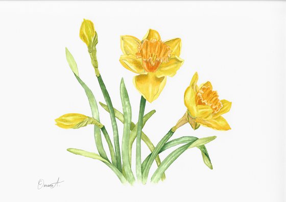 Spring Daffodils