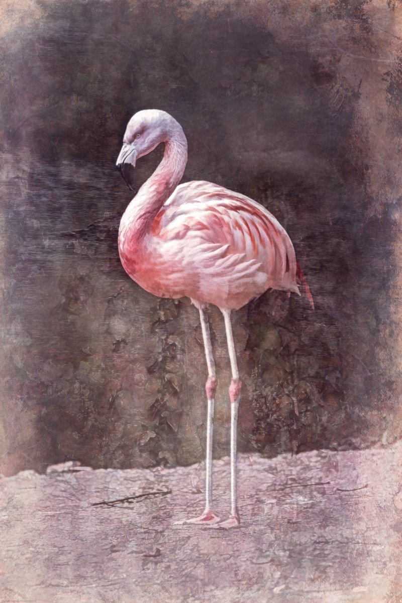 Impressionistic Animal Photograph By Paul Nash, 16 X 24", Flamingo Multi Textured, Original Artwork