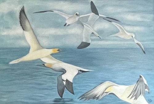 Gannets no1 by Gilly Cotter