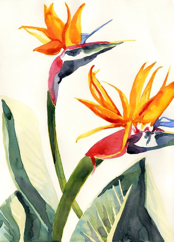 Birds of Paradise Plant Flowers Watercolour Painting