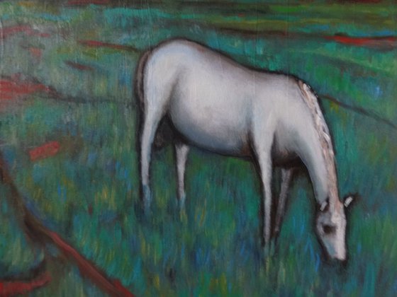 White horse in the meadow