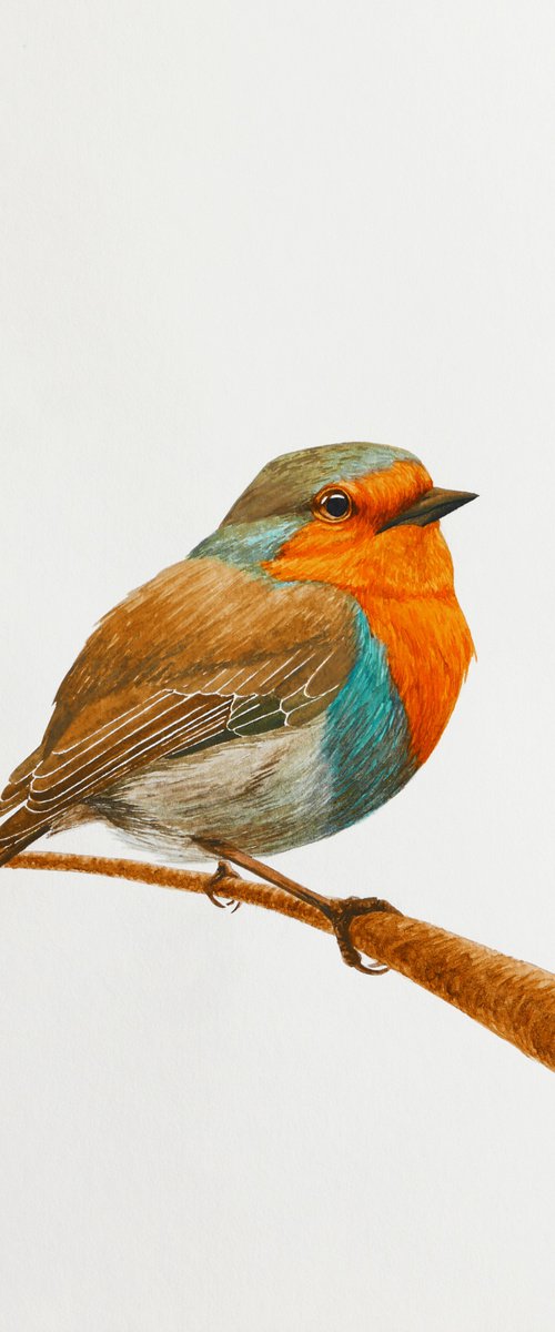 Fluffy robin on the branch by Karina Danylchuk