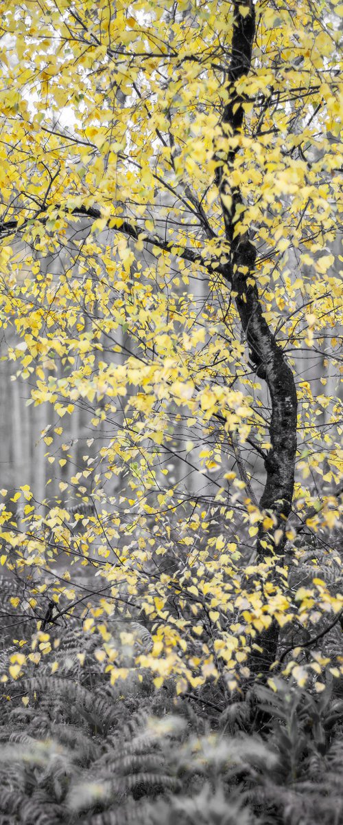 Autumn Monochrome by Stephen Hodgetts Photography