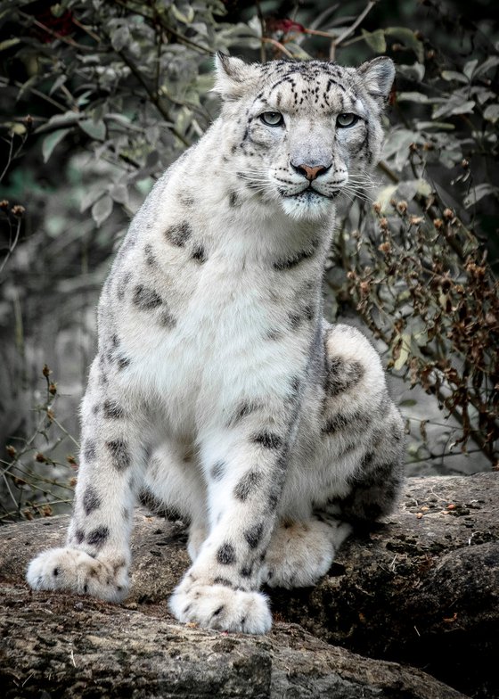 Snow Leopard ( Panthera Uncia )