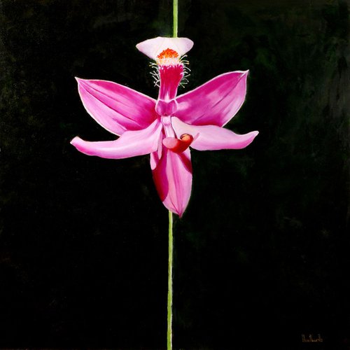 "Grassy Pink" Oil on Canvas 36" x 36" by Maureen Hunt Piccirillo