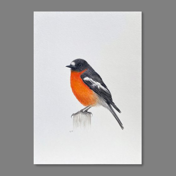 Flame Robin