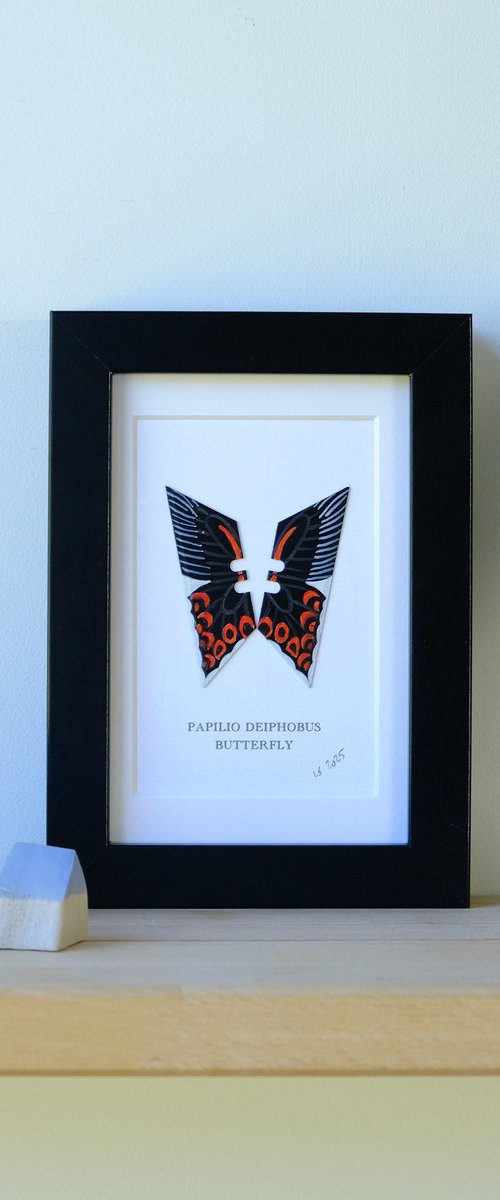 Papilio Deiphobus by Lene Bladbjerg