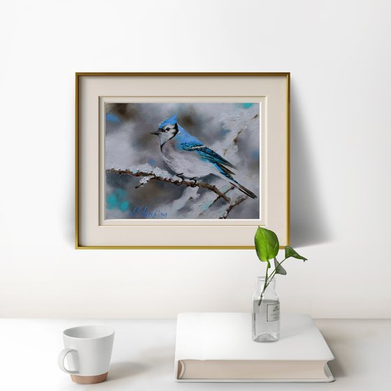 Blue Jay on Snowy Branch
