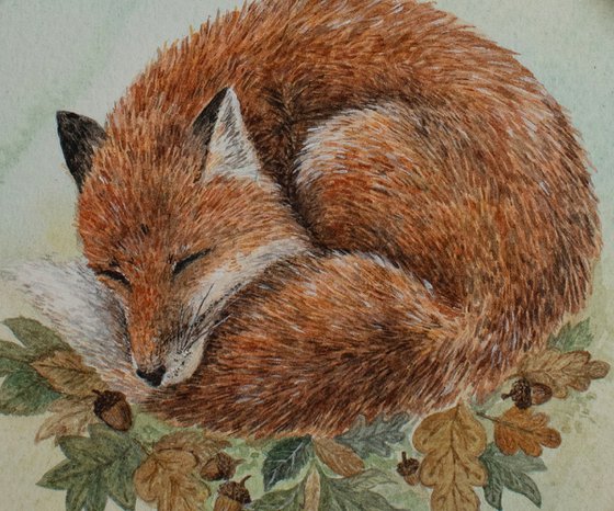 sleeping fox