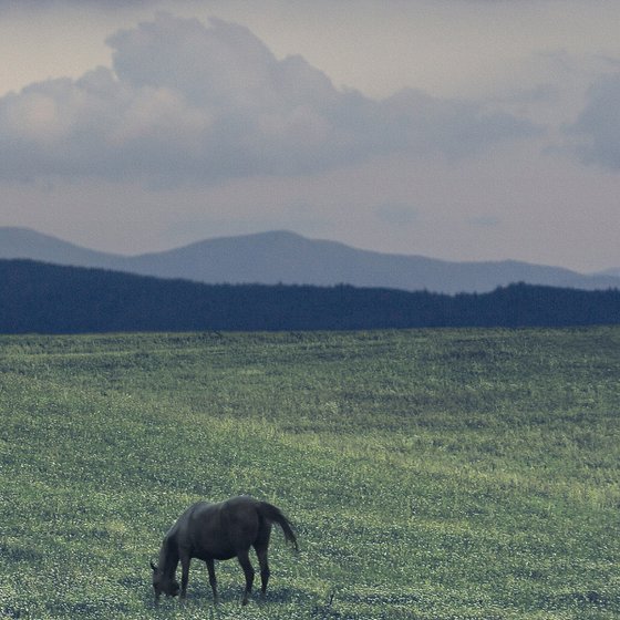 On the high meadow.