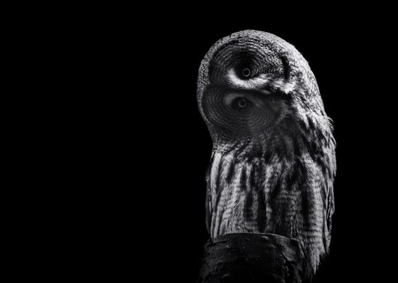 Grey Owl