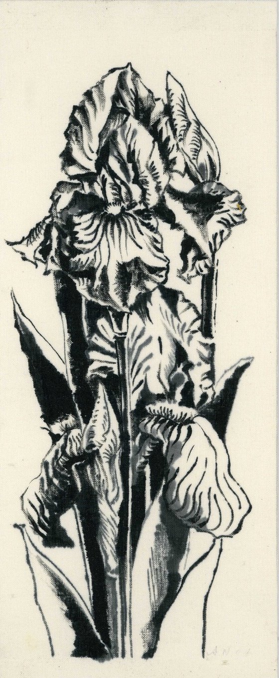 Iris ink drawing