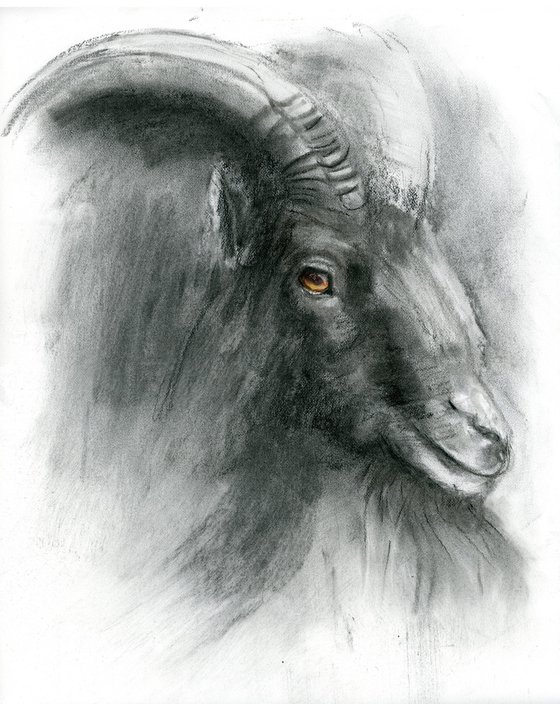 Goat portrait - Charcoal drawing