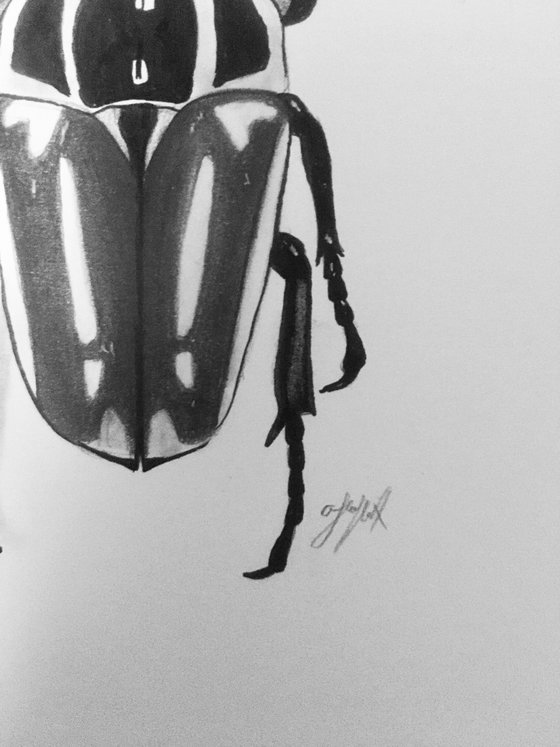 Goliathus orientalis beetle