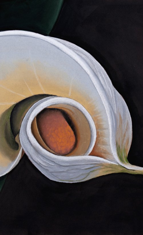 White Calla II by Dietrich Moravec