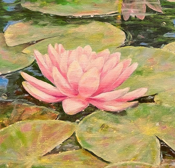 Water Lily Pond