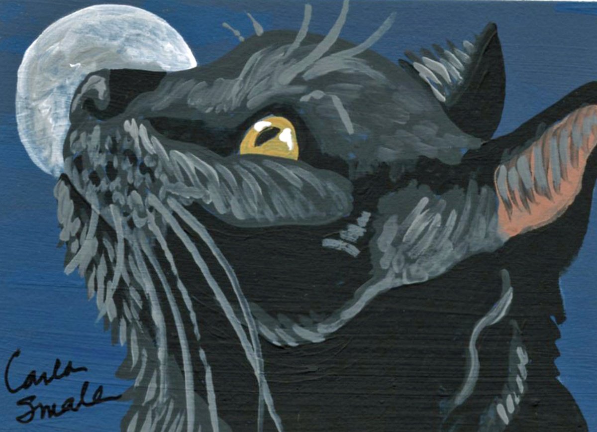 Black Cat by Carla Smale