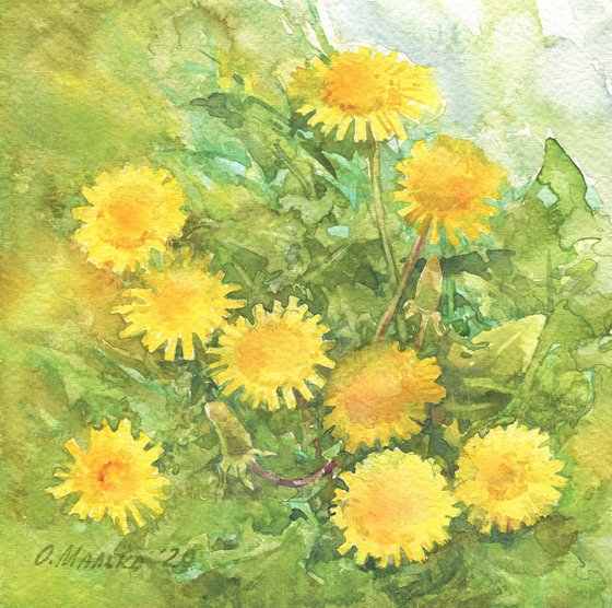 Yellow dandelion in green grass / Spring sketch Watercolor flowers Floral painting