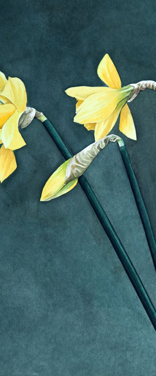 Daffodils by John Kerr