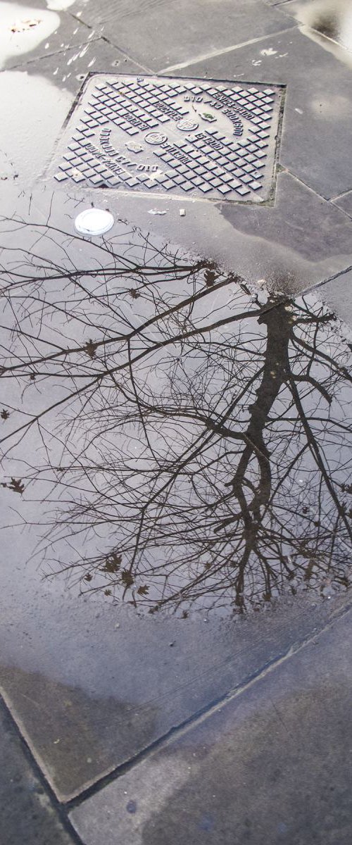 PUDDLE TREE LONDON  (LIMITED EDITION 1/200) 12" X 8" by Laura Fitzpatrick