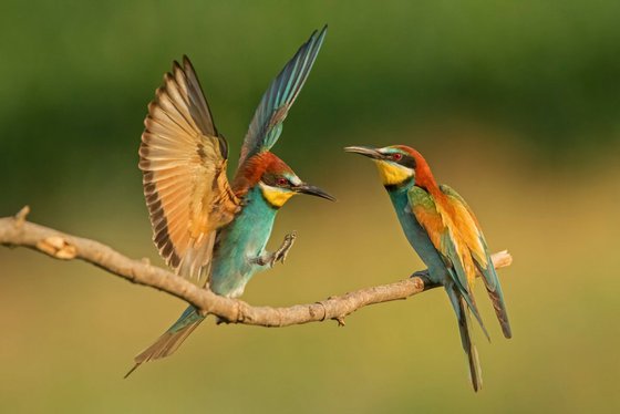 Photography | Birds | Merops apiaster