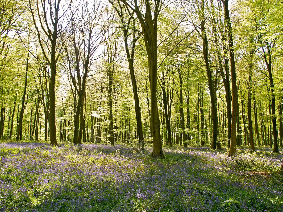 Photorealistic Photograph , Micheldever Wood In Springtime By Alex Cassels, 24 X 17, Artwork For Sale On Artfinder