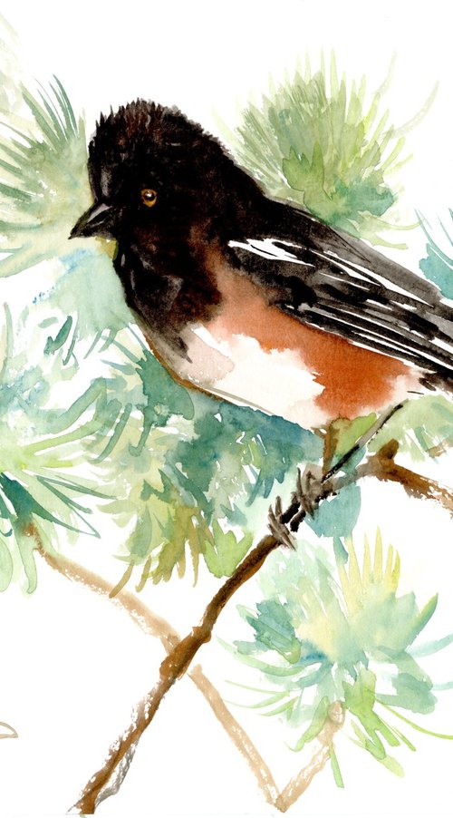 Spotted towhee Bird artwork by Suren Nersisyan