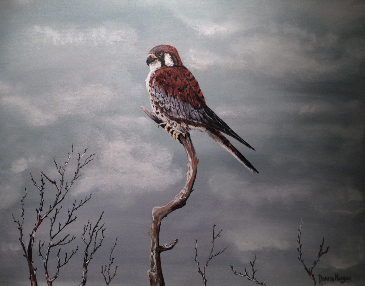 Photorealistic Animal Acrylic Painting By Donna Daniels, 28 X 22, Treetop Kestrel, Original Artwork